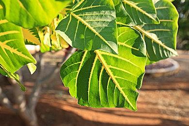 《孤岛惊魂6》内置斗鸡小游戏 公鸡化身格斗高手